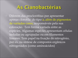  Diferem das proclorófitas por apresentar
apenas clorofila do tipo a, além de pigmentos
de variadas cores, responsáveis pela sua
coloração. Tem forma variada entre as
espécies. Algumas espécies apresentam células
isoladas ou agrupadas ou em filamentos
lineares. Tem papel na fixação do nitrogênio,
por ex. na síntese de compostos orgânicos
nitrogenados (como aminoácidos)
 