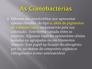  Diferem das proclorófitas por apresentar
apenas clorofila do tipo a, além de pigmentos
de variadas cores, responsáveis pela sua
coloração. Tem forma variada entre as
espécies. Algumas espécies apresentam células
isoladas ou agrupadas ou em filamentos
lineares. Tem papel na fixação do nitrogênio,
por ex. na síntese de compostos orgânicos
nitrogenados (como aminoácidos)
 