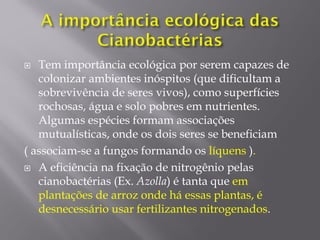  Tem importância ecológica por serem capazes de
colonizar ambientes inóspitos (que dificultam a
sobrevivência de seres vivos), como superfícies
rochosas, água e solo pobres em nutrientes.
Algumas espécies formam associações
mutualísticas, onde os dois seres se beneficiam
( associam-se a fungos formando os líquens ).
 A eficiência na fixação de nitrogênio pelas
cianobactérias (Ex. Azolla) é tanta que em
plantações de arroz onde há essas plantas, é
desnecessário usar fertilizantes nitrogenados.
 
