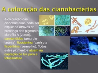 A coloração das
cianobactérias pode ser
explicada através da
presença dos pigmentos
clorofila-A (verde),
carotenóides (amarelo-
laranja), ficocianina (azul) e a
ficoeritrina (vermelho). Todos
estes pigmentos atuam na
captação de luz para a
fotossíntese
 