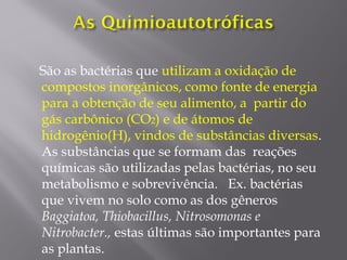 São as bactérias que utilizam a oxidação de
compostos inorgânicos, como fonte de energia
para a obtenção de seu alimento, a partir do
gás carbônico (CO2) e de átomos de
hidrogênio(H), vindos de substâncias diversas.
As substâncias que se formam das reações
químicas são utilizadas pelas bactérias, no seu
metabolismo e sobrevivência. Ex. bactérias
que vivem no solo como as dos gêneros
Baggiatoa, Thiobacillus, Nitrosomonas e
Nitrobacter., estas últimas são importantes para
as plantas.
 
