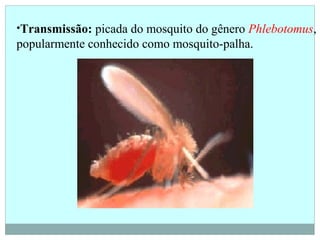 •Transmissão: picada do mosquito do gênero Phlebotomus,
popularmente conhecido como mosquito-palha.
 