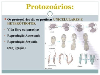 Protozoários:
Os protozoários são os protistas UNICELULARES E
HETERÓTROFOS.
• Vida livre ou parasitas
• Reprodução Assexuada
• Reprodução Sexuada
(conjugação)
 