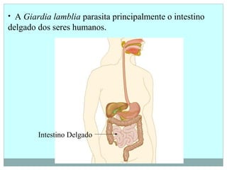 • A Giardia lamblia parasita principalmente o intestino
delgado dos seres humanos.
Intestino Delgado
 
