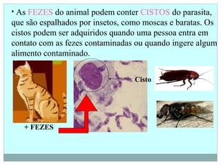 • As FEZES do animal podem conter CISTOS do parasita,
que são espalhados por insetos, como moscas e baratas. Os
cistos podem ser adquiridos quando uma pessoa entra em
contato com as fezes contaminadas ou quando ingere algum
alimento contaminado.
Cisto
+ FEZES
 