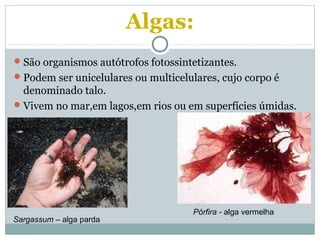 Algas:
São organismos autótrofos fotossintetizantes.
Podem ser unicelulares ou multicelulares, cujo corpo é
denominado talo.
Vivem no mar,em lagos,em rios ou em superfícies úmidas.
Sargassum – alga parda
Pórfira - alga vermelha
 