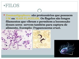•FILOS
Zoomastigophora: são protozoários que possuem
UM ou MAIS FLAGELOS. Os flagelos são longos
filamentos que vibram e permitem a locomoção
desses seres servem também para captura de
alimento. Exemplo: Trypanosoma cruzi.
 