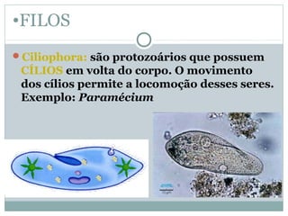 •FILOS
Ciliophora: são protozoários que possuem
CÍLIOS em volta do corpo. O movimento
dos cílios permite a locomoção desses seres.
Exemplo: Paramécium
 