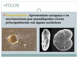 •FILOS
Foraminífera: Apresentam carapaça e se
movimentam por pseudópodes vivem
principalmente em águas oceânicas
 