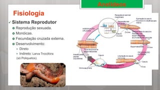 Aula - Reino Animal - Molusco e Anelídeos.pptx