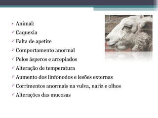 • Animal:
 Caquexia
 Falta de apetite
 Comportamento anormal
 Pelos ásperos e arrepiados
 Alteração de temperatura
 Aumento dos linfonodos e lesões externas
 Corrimentos anormais na vulva, nariz e olhos
 Alterações das mucosas
 