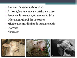• Aumento de volume abdominal
• Articulação aumentada – artrite e artrose
• Presença de grumos e/ou sangue no leite
• Odor desagradável das secreções
• Micção ausente, diminuída ou aumentada
• Diarréias
• Abscessos
 