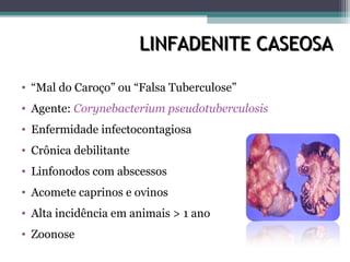 LINFADENITE CASEOSALINFADENITE CASEOSA
• “Mal do Caroço” ou “Falsa Tuberculose”
• Agente: Corynebacterium pseudotuberculosis
• Enfermidade infectocontagiosa
• Crônica debilitante
• Linfonodos com abscessos
• Acomete caprinos e ovinos
• Alta incidência em animais > 1 ano
• Zoonose
 