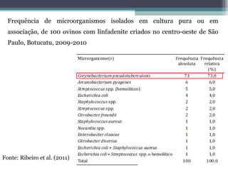 Frequência de microorganismos isolados em cultura pura ou em
associação, de 100 ovinos com linfadenite criados no centro-oeste de São
Paulo, Botucatu, 2009-2010
Fonte: Ribeiro et al. (2011)
 