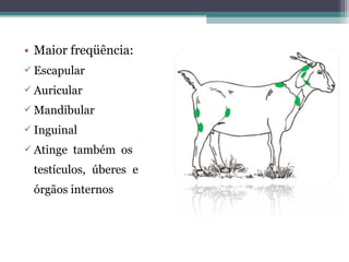 • Maior freqüência:
 Escapular
 Auricular
 Mandibular
 Inguinal
 Atinge também os
testículos, úberes e
órgãos internos
 