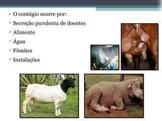 • O contágio ocorre por:
 Secreção purulenta de doentes
 Alimento
 Água
 Fômites
 Instalações
 