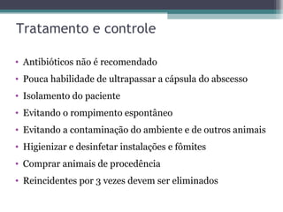 Tratamento e controle
• Antibióticos não é recomendado
• Pouca habilidade de ultrapassar a cápsula do abscesso
• Isolamento do paciente
• Evitando o rompimento espontâneo
• Evitando a contaminação do ambiente e de outros animais
• Higienizar e desinfetar instalações e fômites
• Comprar animais de procedência
• Reincidentes por 3 vezes devem ser eliminados
 