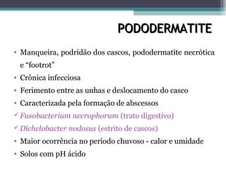 PODODERMATITEPODODERMATITE
• Manqueira, podridão dos cascos, pododermatite necrótica
e “footrot”
• Crônica infecciosa
• Ferimento entre as unhas e deslocamento do casco
• Caracterizada pela formação de abscessos
 Fusobacterium necrophorum (trato digestivo)
 Dichelobacter nodosus (estrito de cascos)
• Maior ocorrência no período chuvoso - calor e umidade
• Solos com pH ácido
 