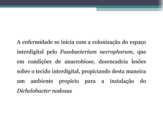 A enfermidade se inicia com a colonização do espaço
interdigital pelo Fusobacterium necrophorum, que
em condições de anaerobiose, desencadeia lesões
sobre o tecido interdigital, propiciando desta maneira
um ambiente propício para a instalação do
Dichelobacter nodosus
 