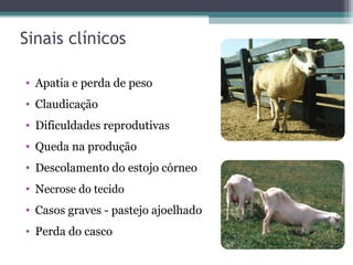 Sinais clínicos
• Apatia e perda de peso
• Claudicação
• Dificuldades reprodutivas
• Queda na produção
• Descolamento do estojo córneo
• Necrose do tecido
• Casos graves - pastejo ajoelhado
• Perda do casco
 