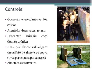 Controle
• Observar o crescimento dos
cascos
• Apará-los duas vezes ao ano
• Descartar animais com
doença crônica
• Usar pedilúvios: cal virgem
ou sulfato de zinco e de cobre
(1 vez por semana por 4 meses)
• Almofadas absorventes
 