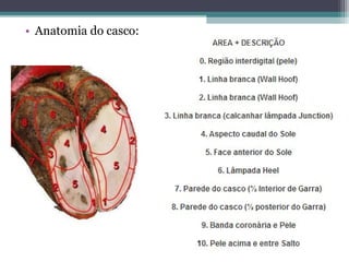 • Anatomia do casco:
 