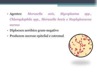 • Agentes: Moraxella ovis, Mycoplasma spp.,
Chlamydophila spp., Moraxella bovis e Staphylococcus
aureus
• Diplococo aeróbico gram-negativo
• Produzem necrose epitelial e estromal
 