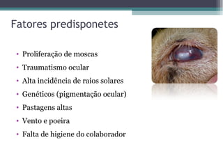 Fatores predisponetes
• Proliferação de moscas
• Traumatismo ocular
• Alta incidência de raios solares
• Genéticos (pigmentação ocular)
• Pastagens altas
• Vento e poeira
• Falta de higiene do colaborador
 