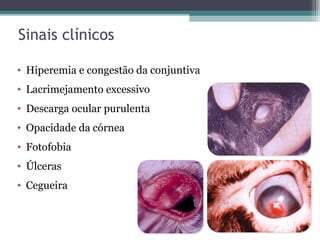 Sinais clínicos
• Hiperemia e congestão da conjuntiva
• Lacrimejamento excessivo
• Descarga ocular purulenta
• Opacidade da córnea
• Fotofobia
• Úlceras
• Cegueira
 