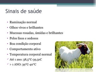 Sinais de saúde
• Ruminação normal
• Olhos vivos e brilhantes
• Mucosas rosadas, úmidas e brilhantes
• Pelos lisos e sedosos
• Boa condição corporal
• Comportamento ativo
• Temperatura corporal normal
 Até 1 ano: 38,5°C-39,5eC
 > 1 ANO: 39°C-40°C
 