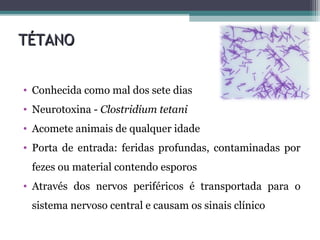 TÉTANOTÉTANO
• Conhecida como mal dos sete dias
• Neurotoxina - Clostridium tetani
• Acomete animais de qualquer idade
• Porta de entrada: feridas profundas, contaminadas por
fezes ou material contendo esporos
• Através dos nervos periféricos é transportada para o
sistema nervoso central e causam os sinais clínico
 