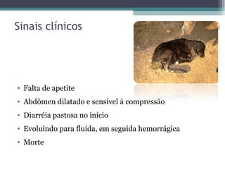 Sinais clínicos
• Falta de apetite
• Abdômen dilatado e sensível à compressão
• Diarréia pastosa no início
• Evoluindo para fluida, em seguida hemorrágica
• Morte
 