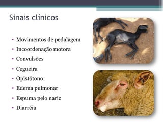 Sinais clínicos
• Movimentos de pedalagem
• Incoordenação motora
• Convulsões
• Cegueira
• Opistótono
• Edema pulmonar
• Espuma pelo nariz
• Diarréia
 