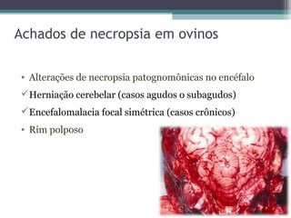 Achados de necropsia em ovinos
• Alterações de necropsia patognomônicas no encéfalo
Herniação cerebelar (casos agudos o subagudos)
Encefalomalacia focal simétrica (casos crônicos)
• Rim polposo
 