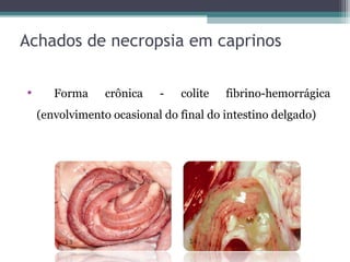 Achados de necropsia em caprinos
• Forma crônica - colite fibrino-hemorrágica
(envolvimento ocasional do final do intestino delgado)
 