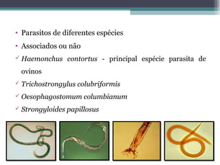 • Parasitos de diferentes espécies
• Associados ou não
 Haemonchus contortus - principal espécie parasita de
ovinos
 Trichostrongylus colubriformis
 Oesophagostomum columbianum
 Strongyloides papillosus
 
