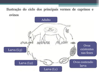 Ilustração do ciclo dos principais vermes de caprinos e
ovinos
Ovos
existentes
nas fezes
Ovos contendo
larva
Larva (L1)
Larva (L2)
Larva (L3)
Adulto
 