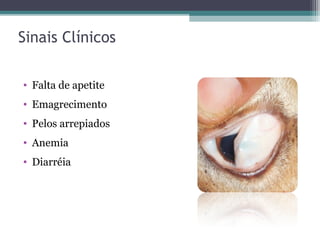 Sinais Clínicos
• Falta de apetite
• Emagrecimento
• Pelos arrepiados
• Anemia
• Diarréia
 