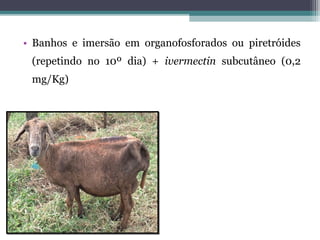 • Banhos e imersão em organofosforados ou piretróides
(repetindo no 10º dia) + ivermectin subcutâneo (0,2
mg/Kg)
 