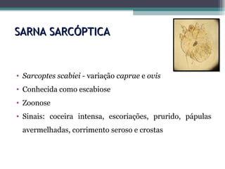 SARNA SARCÓPTICASARNA SARCÓPTICA
• Sarcoptes scabiei - variação caprae e ovis
• Conhecida como escabiose
• Zoonose
• Sinais: coceira intensa, escoriações, prurido, pápulas
avermelhadas, corrimento seroso e crostas
 