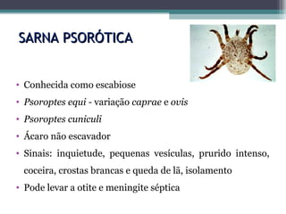 SARNA PSORÓTICASARNA PSORÓTICA
• Conhecida como escabiose
• Psoroptes equi - variação caprae e ovis
• Psoroptes cuniculi
• Ácaro não escavador
• Sinais: inquietude, pequenas vesículas, prurido intenso,
coceira, crostas brancas e queda de lã, isolamento
• Pode levar a otite e meningite séptica
 