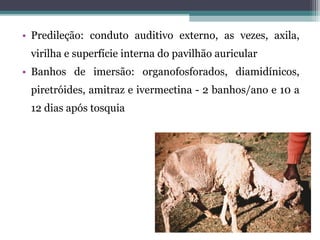 • Predileção: conduto auditivo externo, as vezes, axila,
virilha e superfície interna do pavilhão auricular
• Banhos de imersão: organofosforados, diamidínicos,
piretróides, amitraz e ivermectina - 2 banhos/ano e 10 a
12 dias após tosquia
 