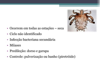 • Ocorrem em todas as estações – seca
• Ciclo não identificado
• Infecção bacteriana secundária
• Míiases
• Predileção: dorso e garupa
• Controle: pulverização ou banho (piretróide)
 