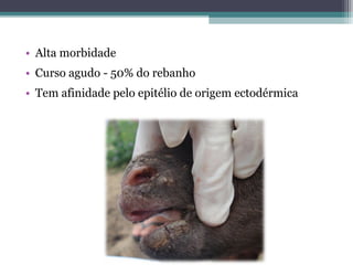 • Alta morbidade
• Curso agudo - 50% do rebanho
• Tem afinidade pelo epitélio de origem ectodérmica
 