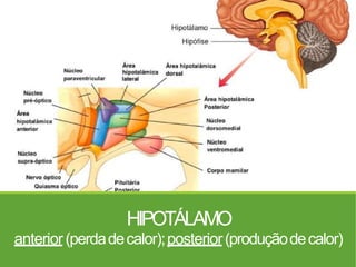 HIPOTÁLAMO
anterior(perdadecalor);posterior(produçãodecalor)
 