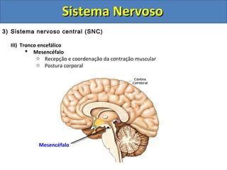 Sistema NervosoSistema Nervoso
3) Sistema nervoso central (SNC)
III) Tronco encefálico
 Mesencéfalo
o Recepção e coordenação da contração muscular
o Postura corporal
Mesencéfalo
 