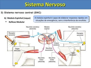 Sistema NervosoSistema Nervoso
3) Sistema nervoso central (SNC)
b) Medula Espinhal (raque)
 Reflexo Medular
A medula espinhal é capaz de elaborar respostas rápidas em
situações de emergência, sem a interferência do encéfalo.
A medula espinhal é capaz de elaborar respostas rápidas em
situações de emergência, sem a interferência do encéfalo.
 