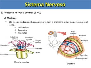 Sistema NervosoSistema Nervoso
3) Sistema nervoso central (SNC)
c) Meninges
 São três delicadas membranas que revestem e protegem o sistema nervoso central
(SNC).
o Dura-máter
o Aracnóide
o Pia-máter
Medula espinhal
Encéfalo
 