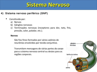 Sistema NervosoSistema Nervoso
4) Sistema nervoso periférico (SNP)
 Constituído por:
a) Nervos
b) Gânglios nervosos
c) Terminações nervosas (receptores para dor, tato, frio,
pressão, calor, paladar, etc.).
Nervos
São fios finos formados por vários axônios de
neurônios envolvidos por tecido conjuntivo.
Transmitem mensagens de várias partes do corpo
para o sistema nervoso central ou destes para as
regiões corporais.
 