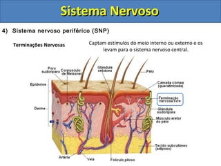 Sistema NervosoSistema Nervoso
4) Sistema nervoso periférico (SNP)
Terminações Nervosas Captam estímulos do meio interno ou externo e os
levam para o sistema nervoso central.
 